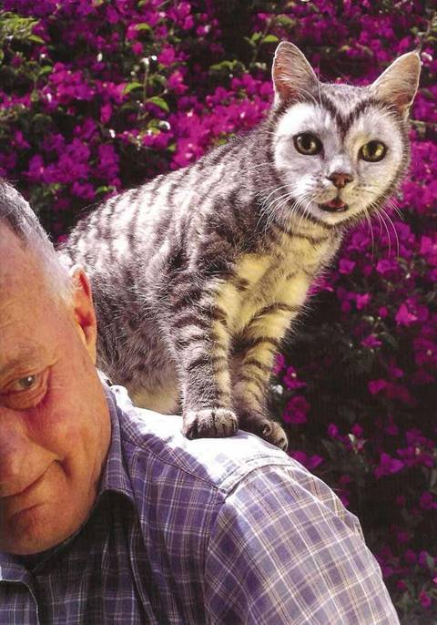 16_cat_73664.jpg