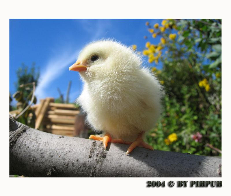 Chick_by_PihPuh.jpg