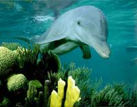 dolph.jpg