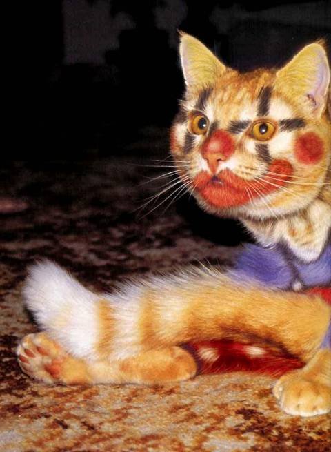 10_cat_49390.jpg