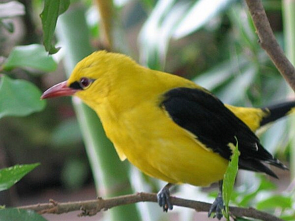 Oriole_2.jpg
