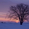 th_wwwmsnnedircom_msn_avatarlar10005.gif
