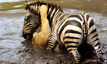 Zebra4NB_350x211.jpg