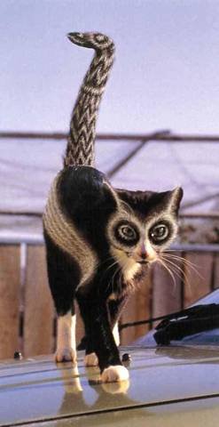 03_cat_18614.jpg