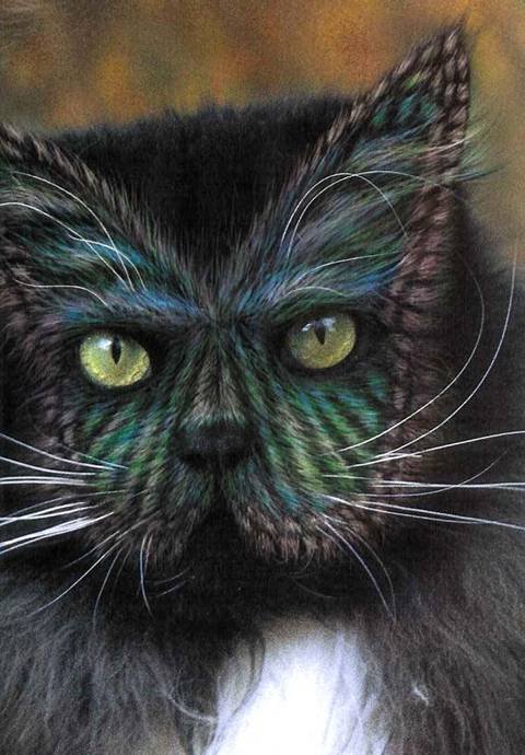 11_cat_65763.jpg