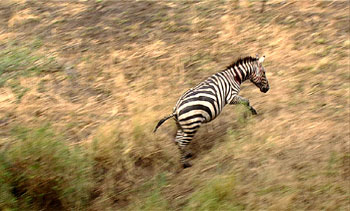 Zebra2NB_350x211.jpg