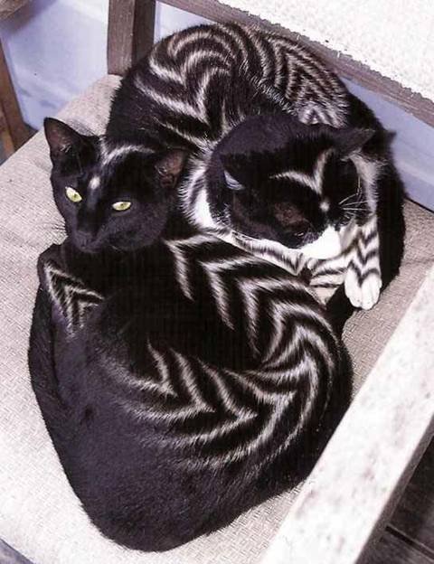 01_cat_58682.jpg