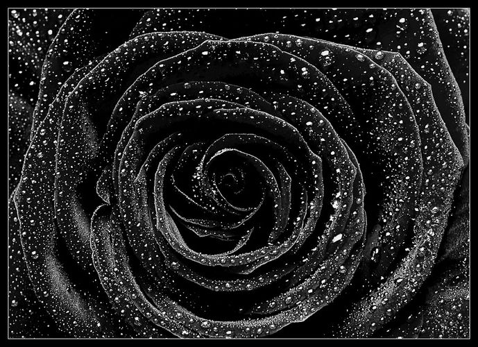 schwarze-rose1.jpg