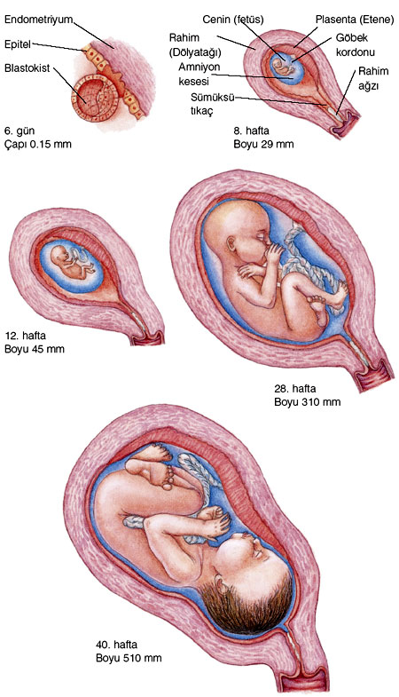 gebelik-bebek-gelisimi-01.jpg