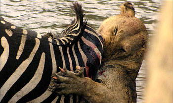Zebra6NB_350x209.jpg