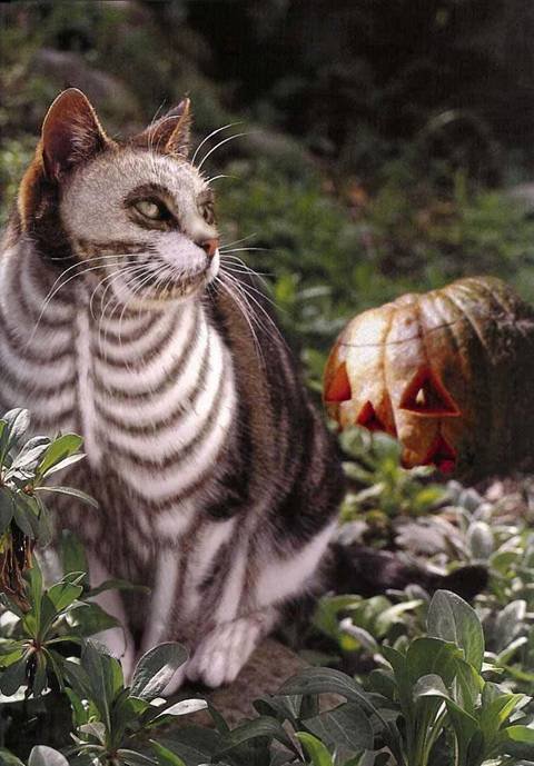 12_cat_63116.jpg