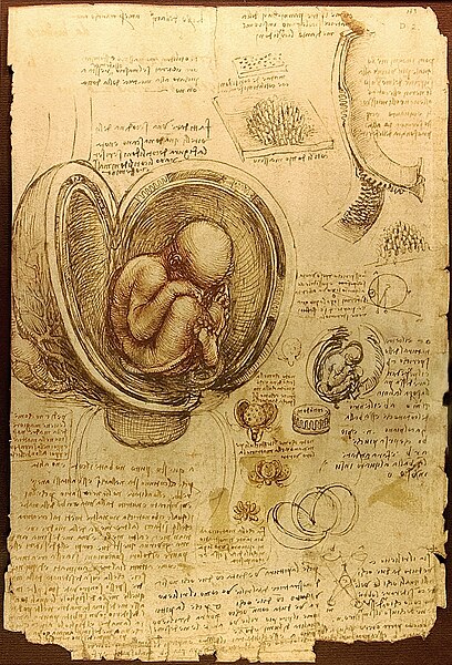 408px-Da_Vinci_Studies_of_Embryos_Luc_Viatour.jpg