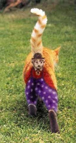09_cat_26018.jpg