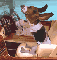 dogdrive.gif
