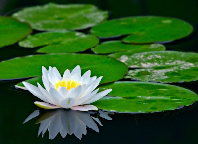 white_water_lily.jpg