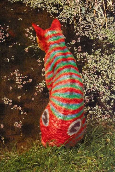 08_cat_101570.jpg