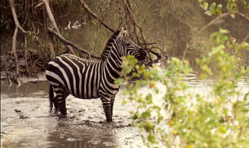 Zebra1NB_350x208.jpg
