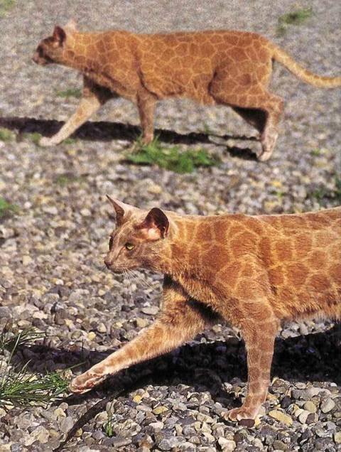 14_cat_78341.jpg