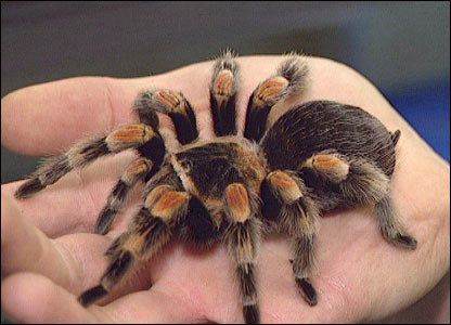 _41779544_tarantula416.jpg