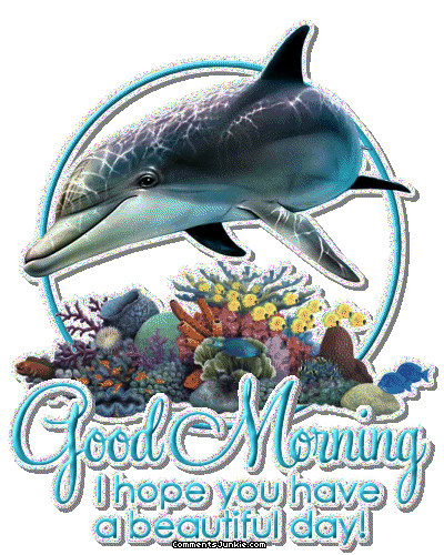 GoodMorningDolphin.gif