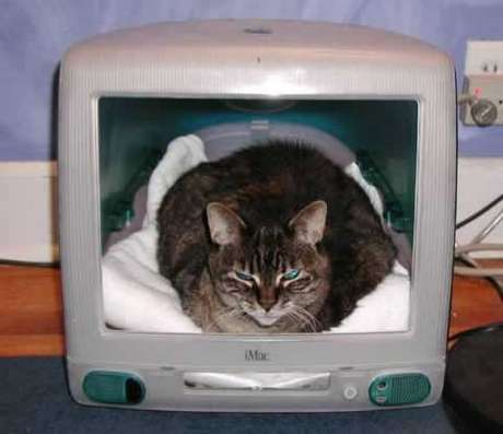 imac-cat-house.jpg