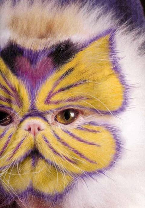 07_cat_58943.jpg
