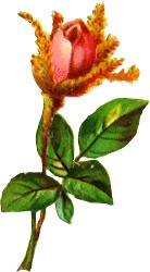 kadsah40.jpg