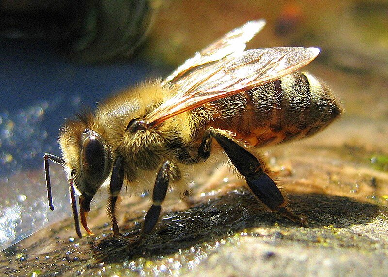 800px-Drinking_Bee.jpg