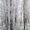 th_wwwmsnnedircom_msn_avatarlar10003.gif