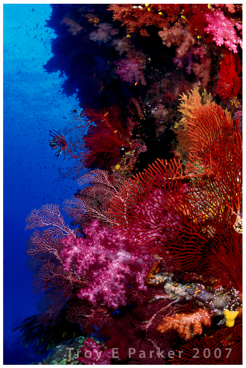 Coral_Reef_Riot_by_arterius.jpg