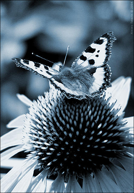 Yoga_for_the_Butterfly_by_Frider.jpg