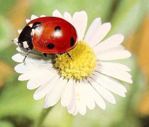 ladybug_f0206.jpg