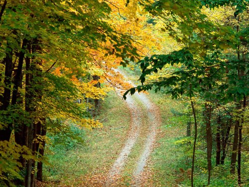 autumnal_forest_trail_east_texas_usa.jpg
