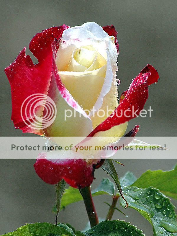 picture-red-rose-white.jpg