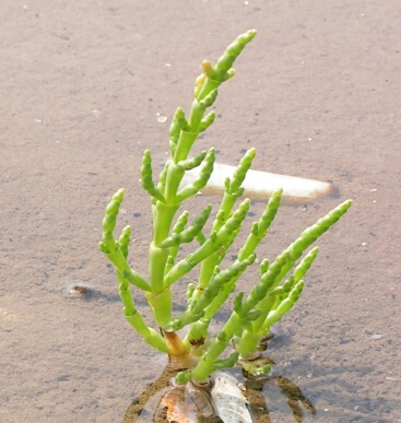 Salicornia_europaea.jpg