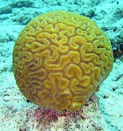 250px-Brain_coral.jpg
