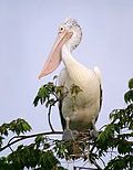 120px-Spotbilled_pelican.jpg