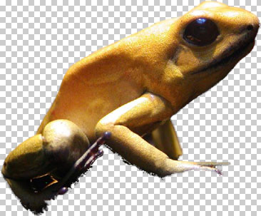 Frog-Extract.jpg